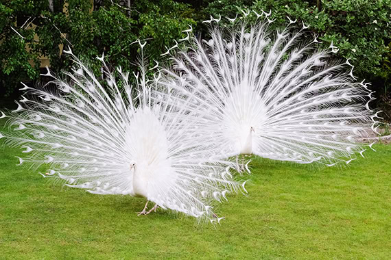 2 white peacocks