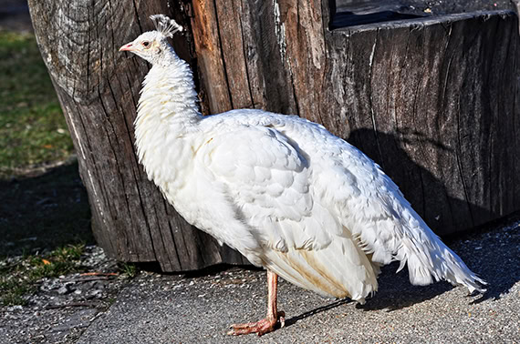 white peahen